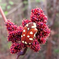 Ampelocissus phoenicantha Alston